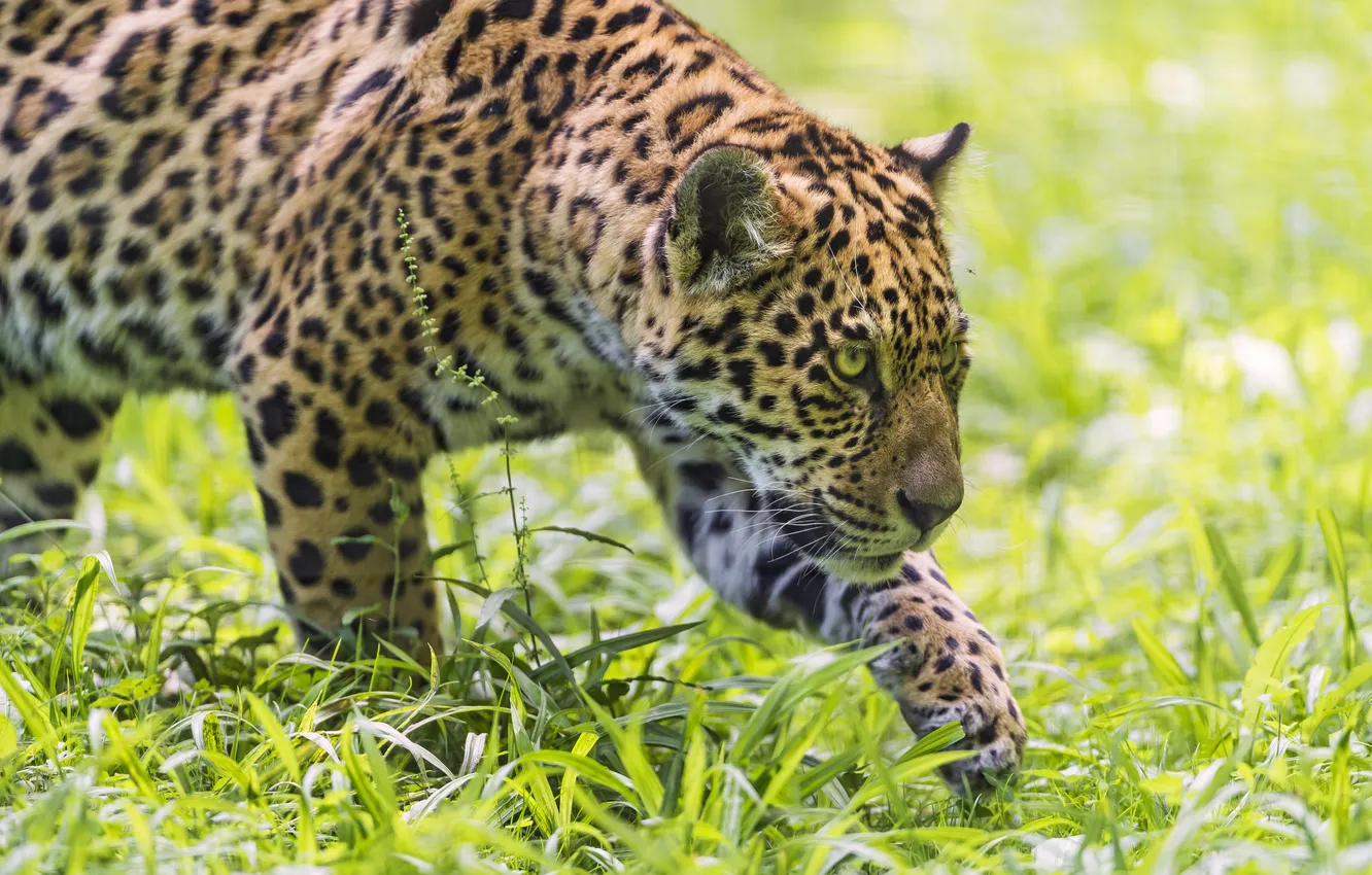Фото обои кошка, трава, ягуар, ©Tambako The Jaguar
