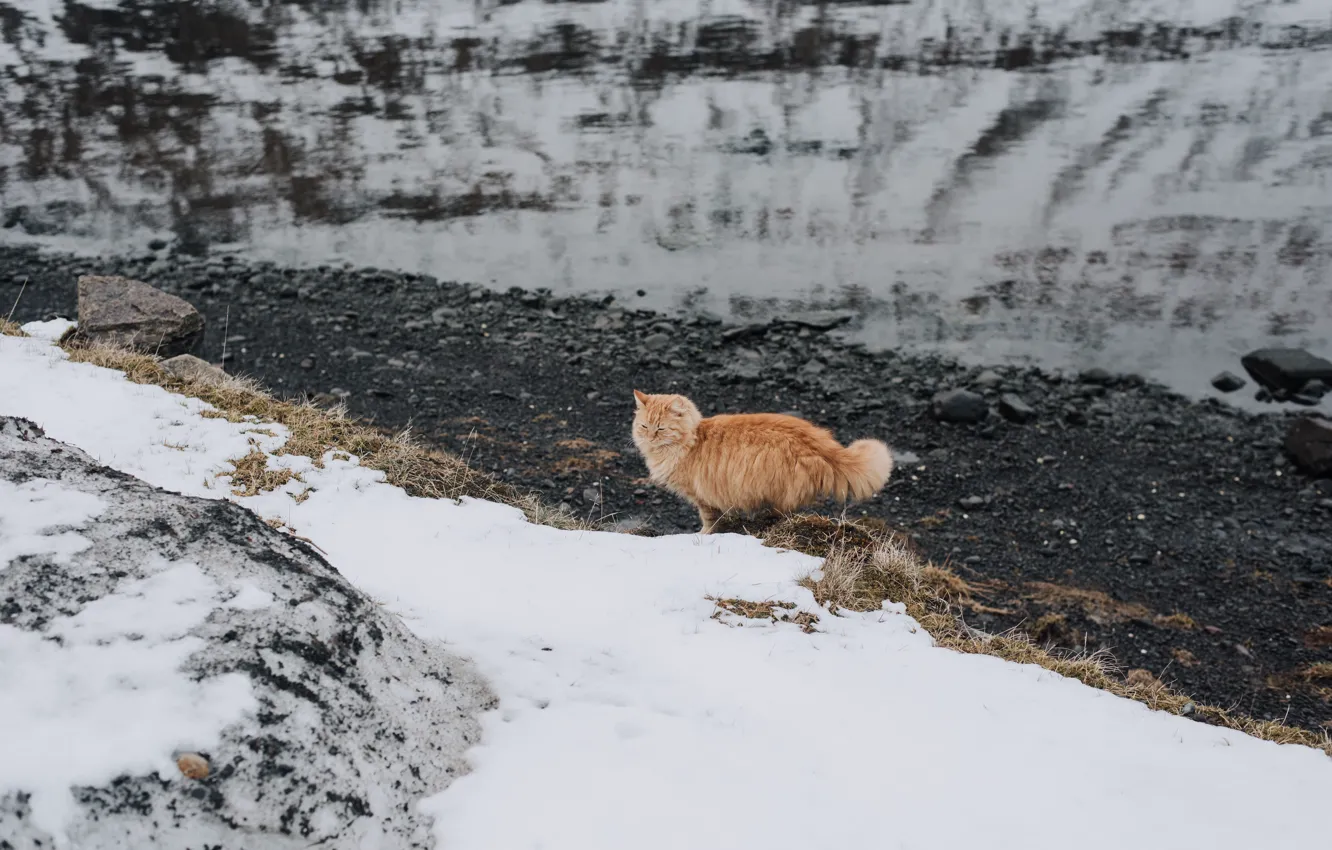 Фото обои кот, снег, шерсть, рыжий