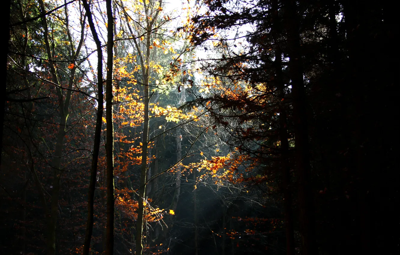 Фото обои осень, лес, деревья, лучи солнца