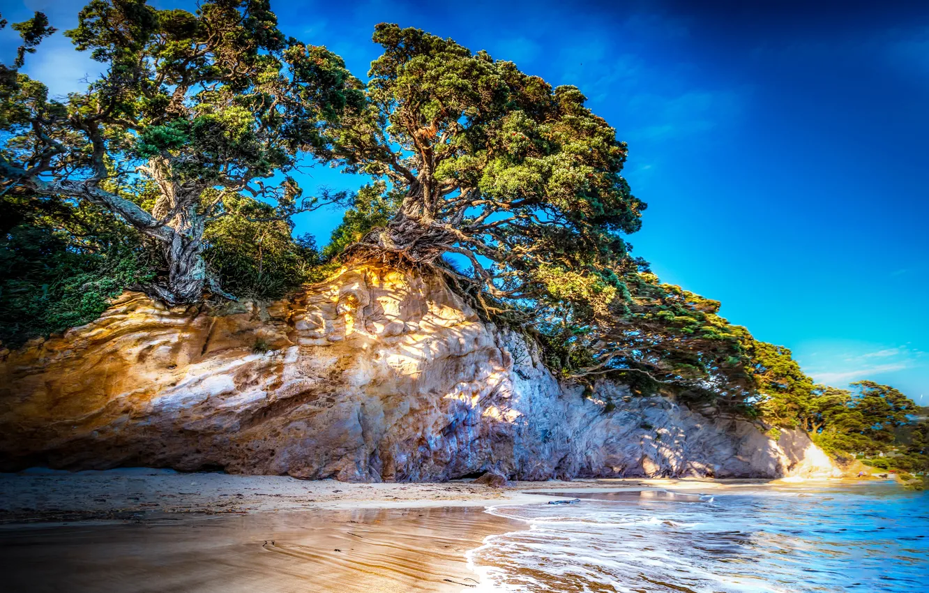Фото обои море, небо, деревья, скалы, побережье, HDR, Новая Зеландия, trees