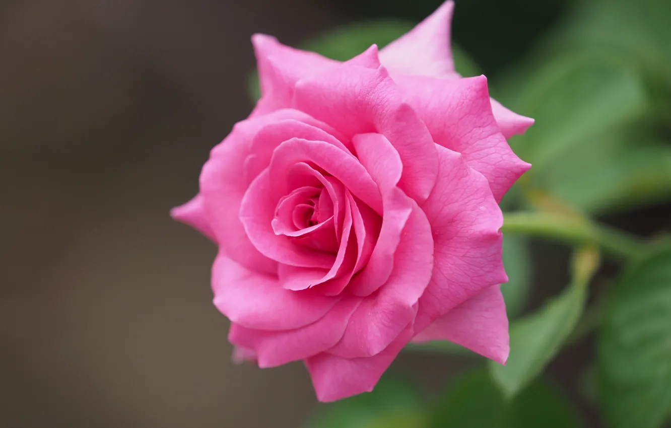 Фото обои макро, розовая, роза, лепестки, боке, яркая