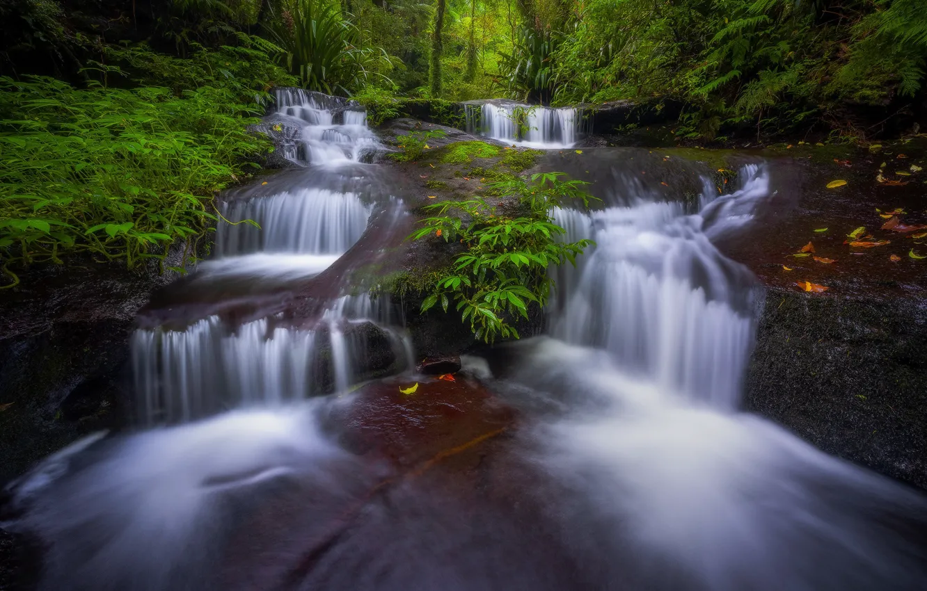 Фото обои лес, ручей, Австралия, водопады, каскад, Australia, Queensland, Квинсленд