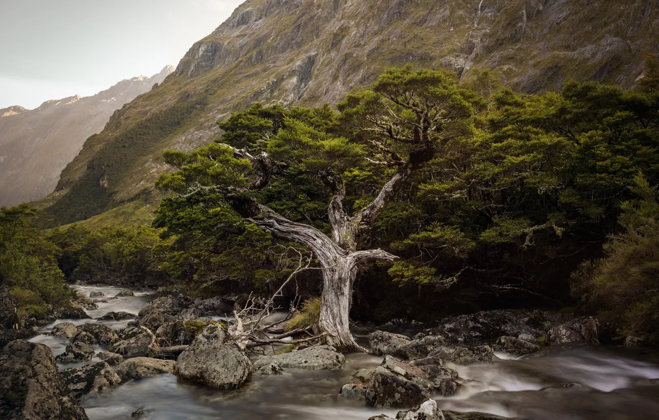 Фото обои New Zealand, Fiordland, Bonsai, Hollyford River