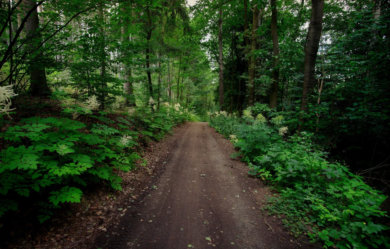 Фото обои лес, тропа, Германия, Саксония