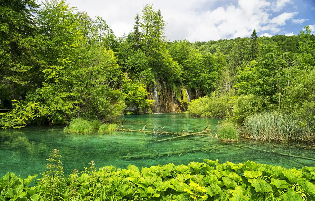 Фото обои лес, природа, озеро, парк, Хорватия