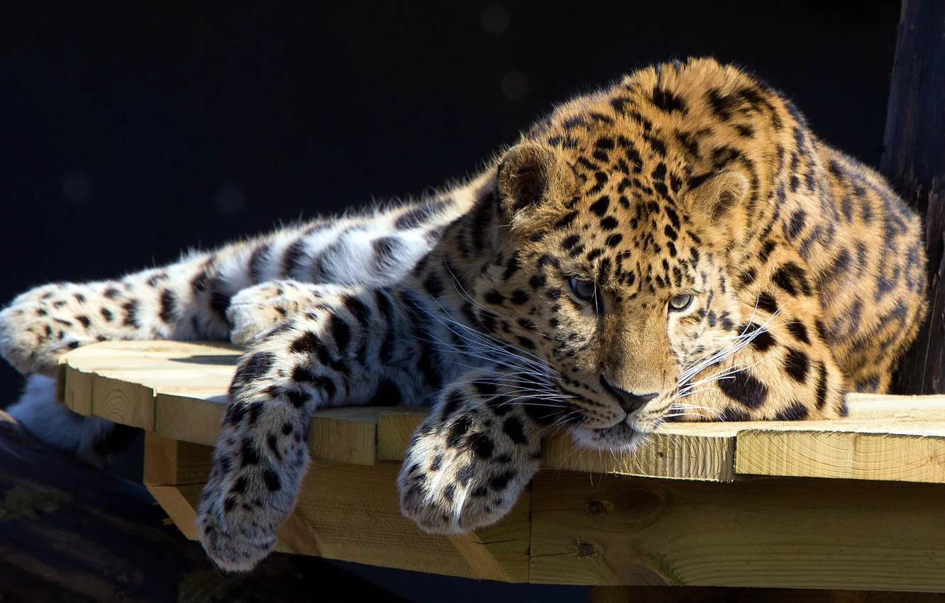 Фото обои стол, отдых, леопард, лежит, смотрит