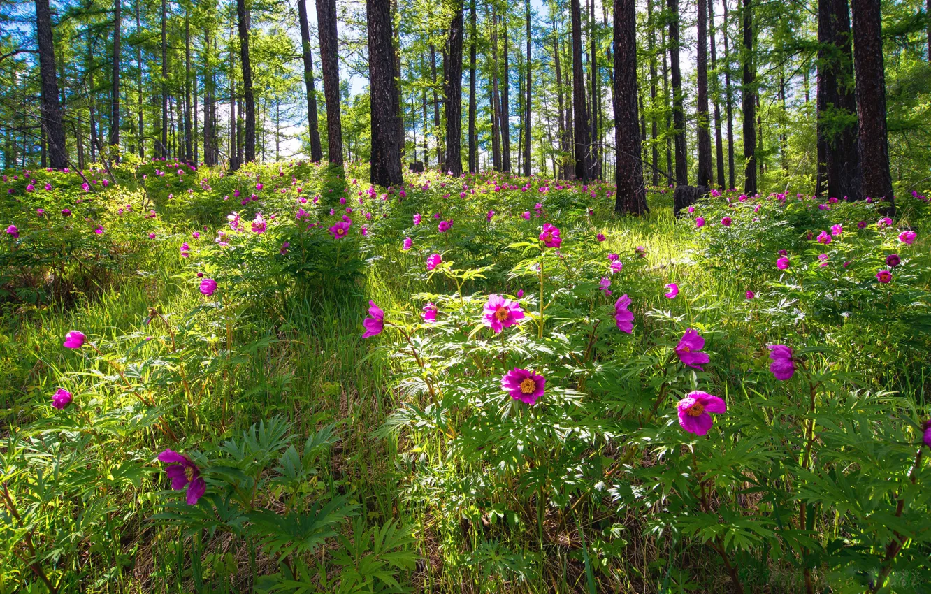 Фото обои лес, цветы, розовые, пионы