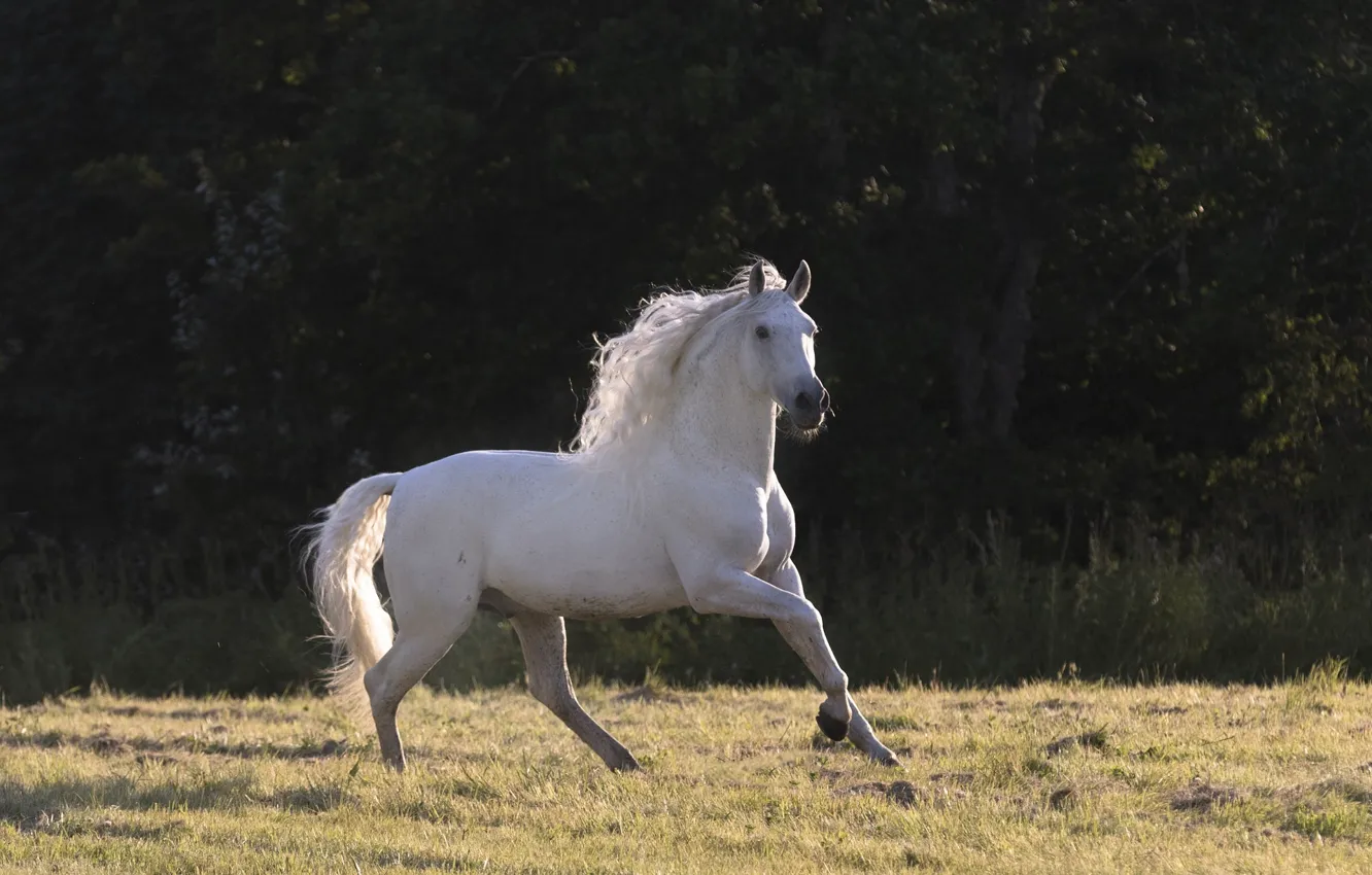 Фото обои белый, лето, свет, конь, лошадь, жеребец, тень, луг