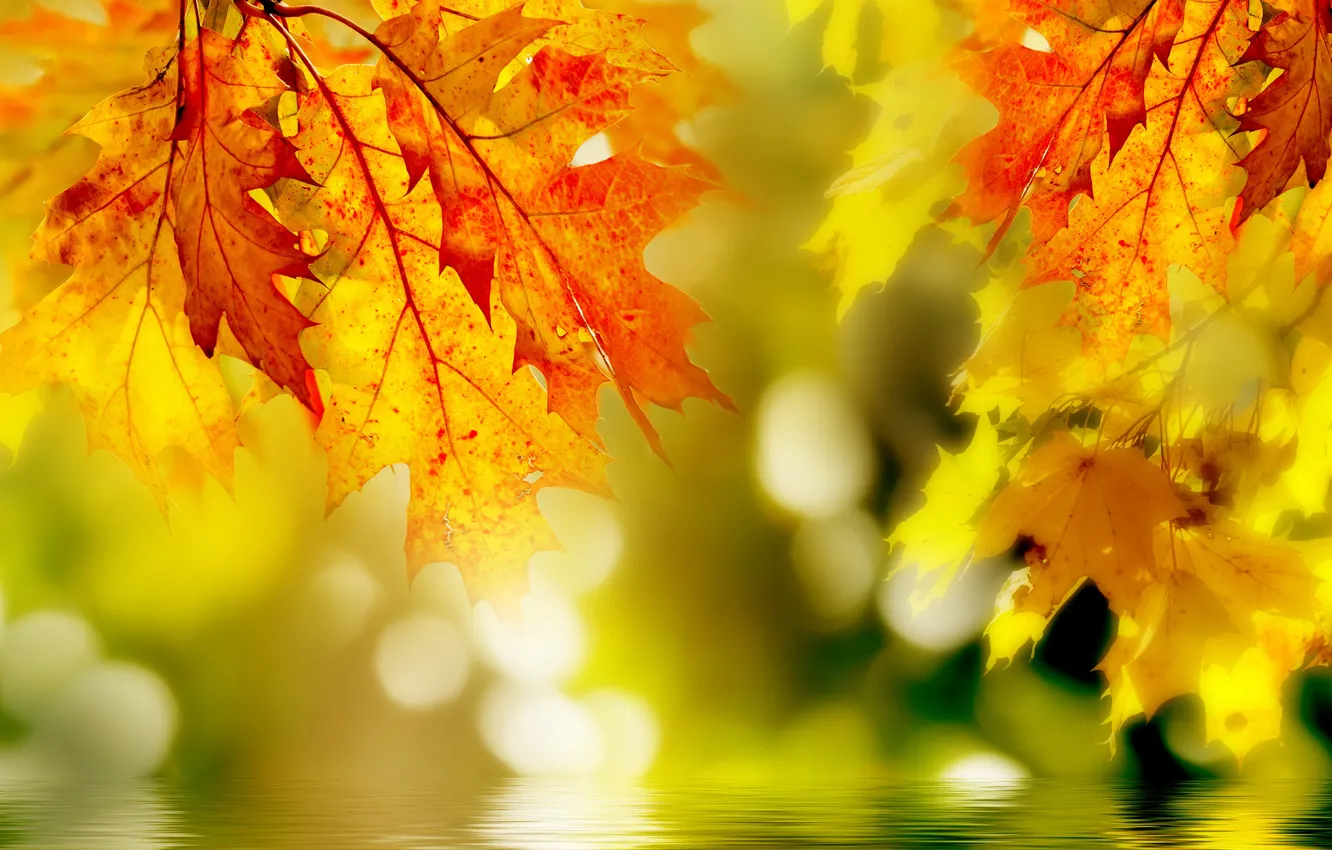Фото обои листья, макро, желтые, над водой