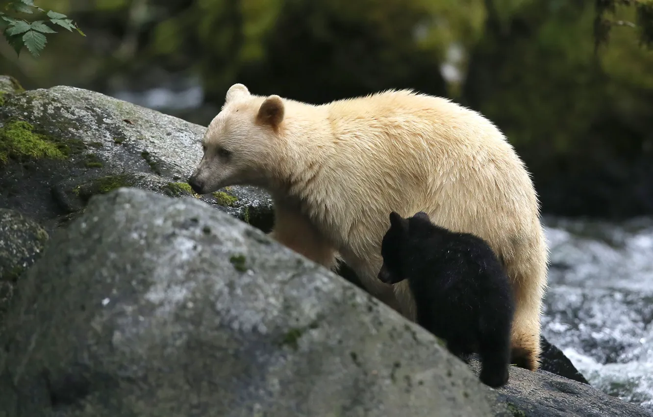 Фото обои British Columbia, animal, wildlife, black bear, Kermode bear, spirit bear