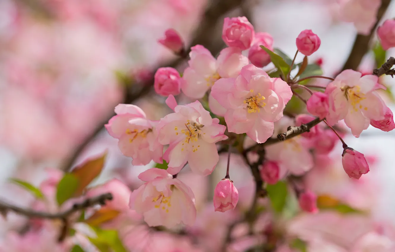 Фото обои цветы, ветка, весна, розовые, яблоня, цветение, яблоневый цвет