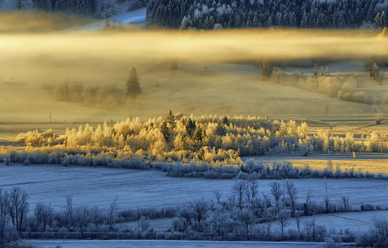 Фото обои зима, свет, туман, утро