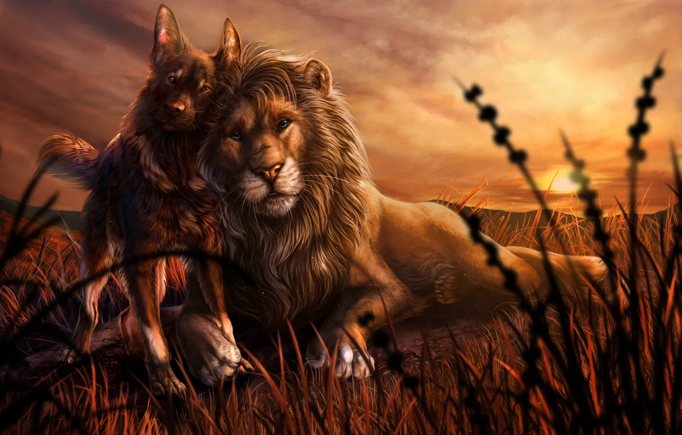 Фото обои животные, трава, закат, собака, лев, дружба