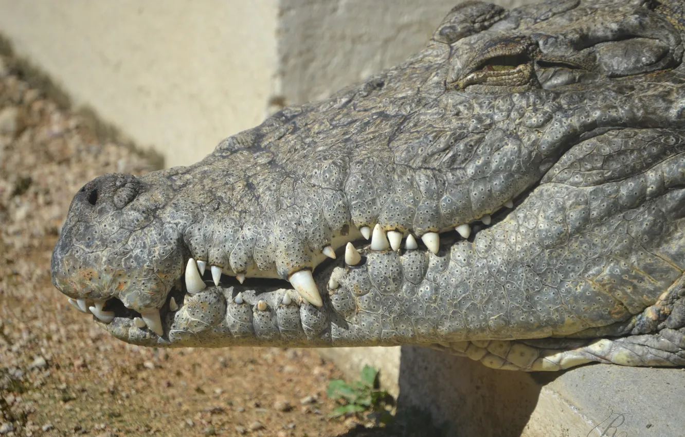 Фото обои челюсти, хищник, крокодил