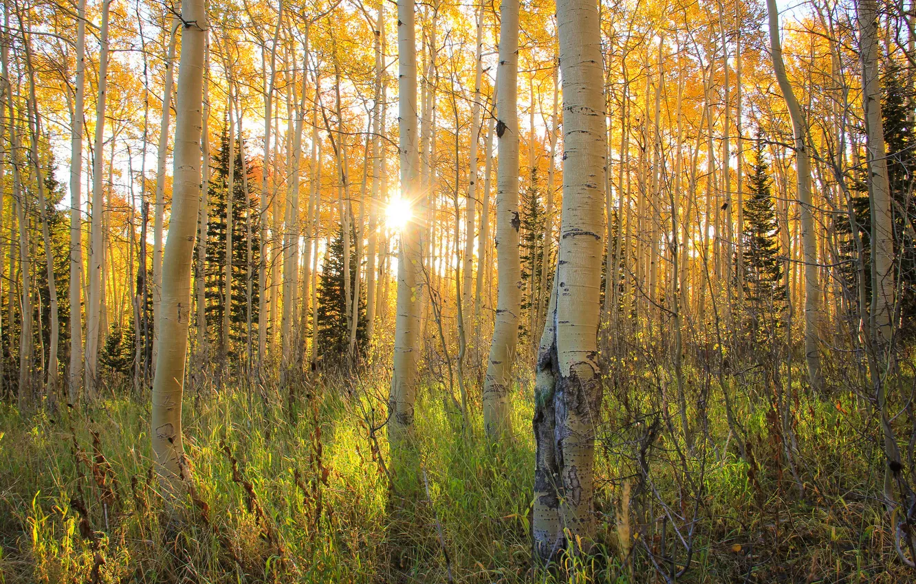 Фото обои осень, лес, лучи, свет, роща, осина