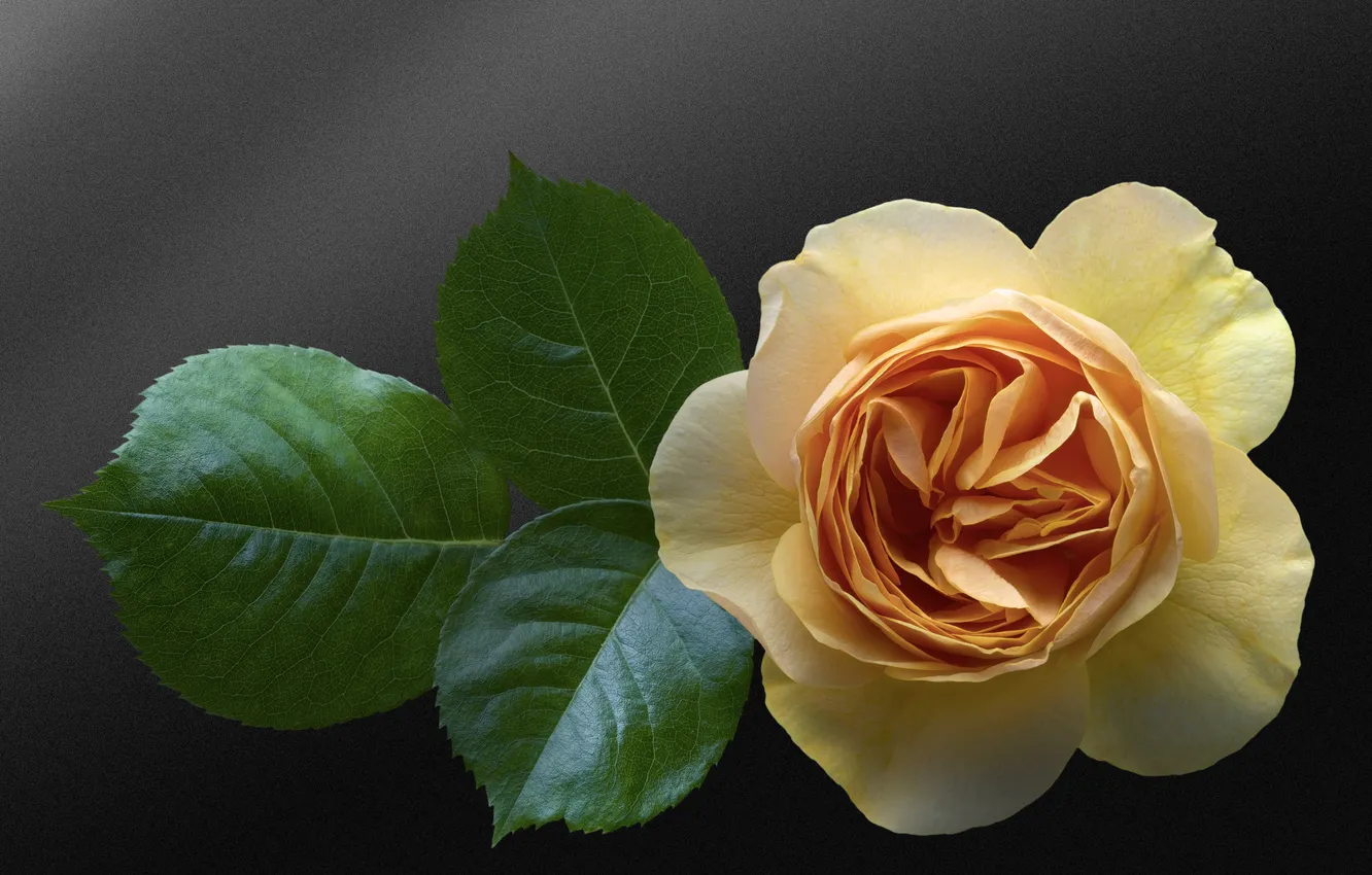 Фото обои фон, роза, бутон, листочки, жёлтая, жёлтая роза