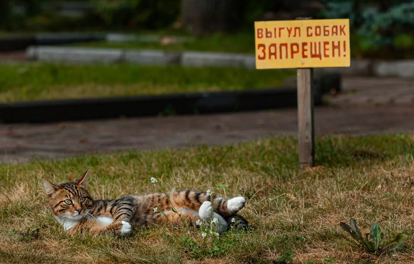 Фото обои кошка, кот, табличка