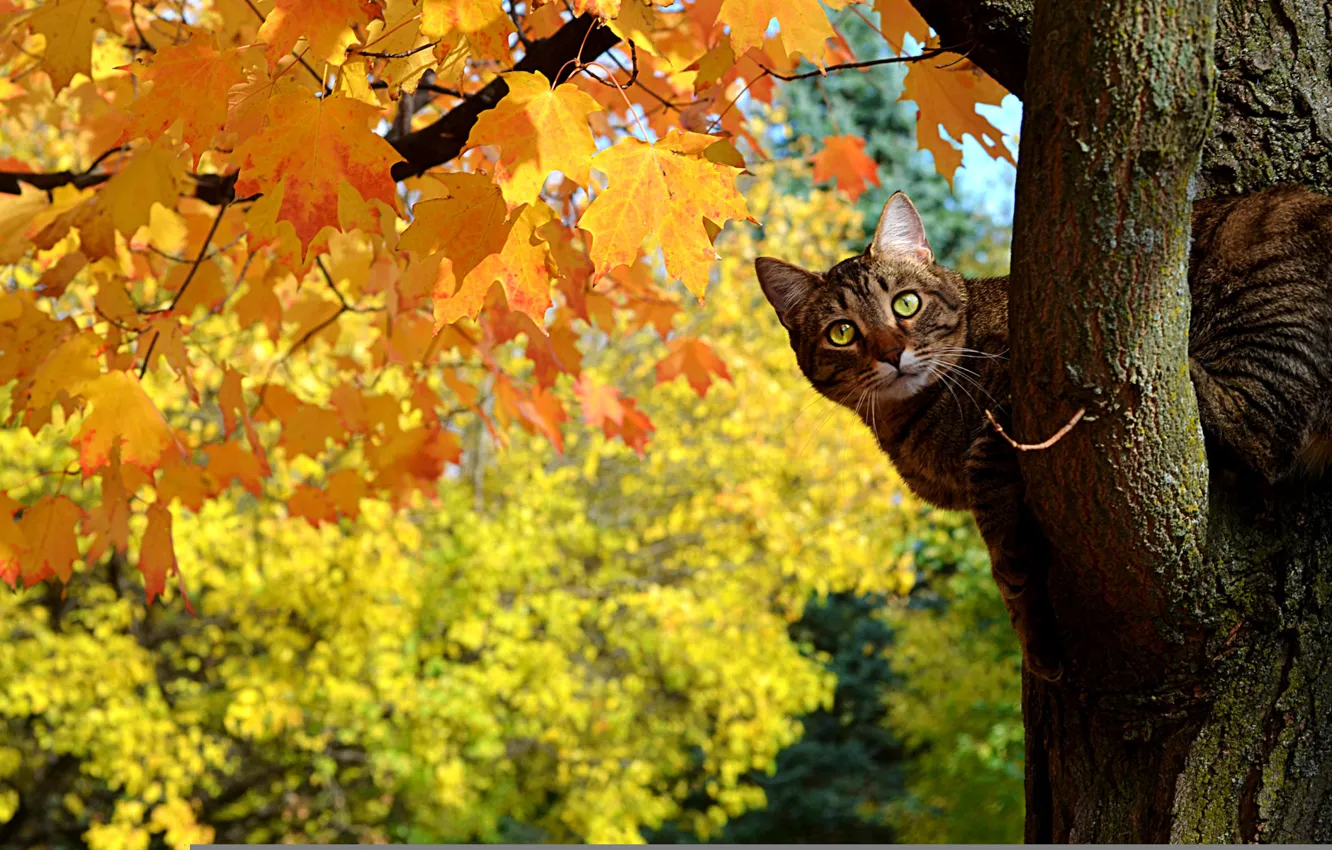Фото обои осень, кот, листья, дерево, клен, котэ, выглядывает, жетые