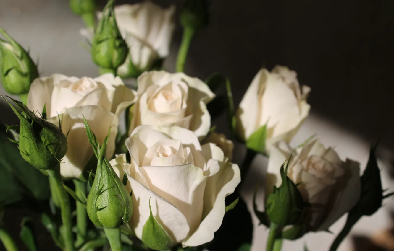 Фото обои цветы, розы, весна, белые розы, кустовые розы