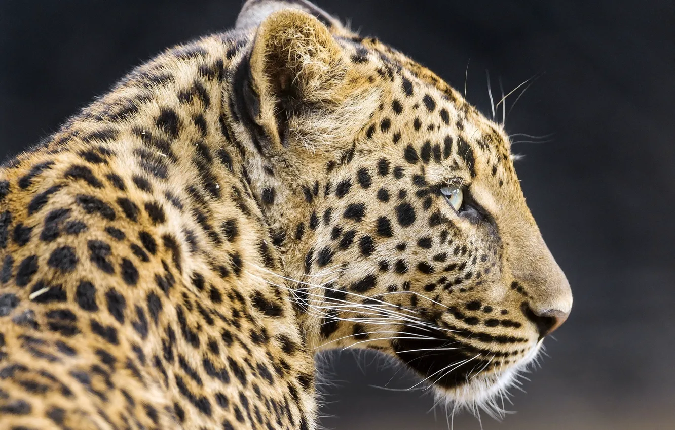 Фото обои морда, хищник, леопард, профиль, дикая кошка