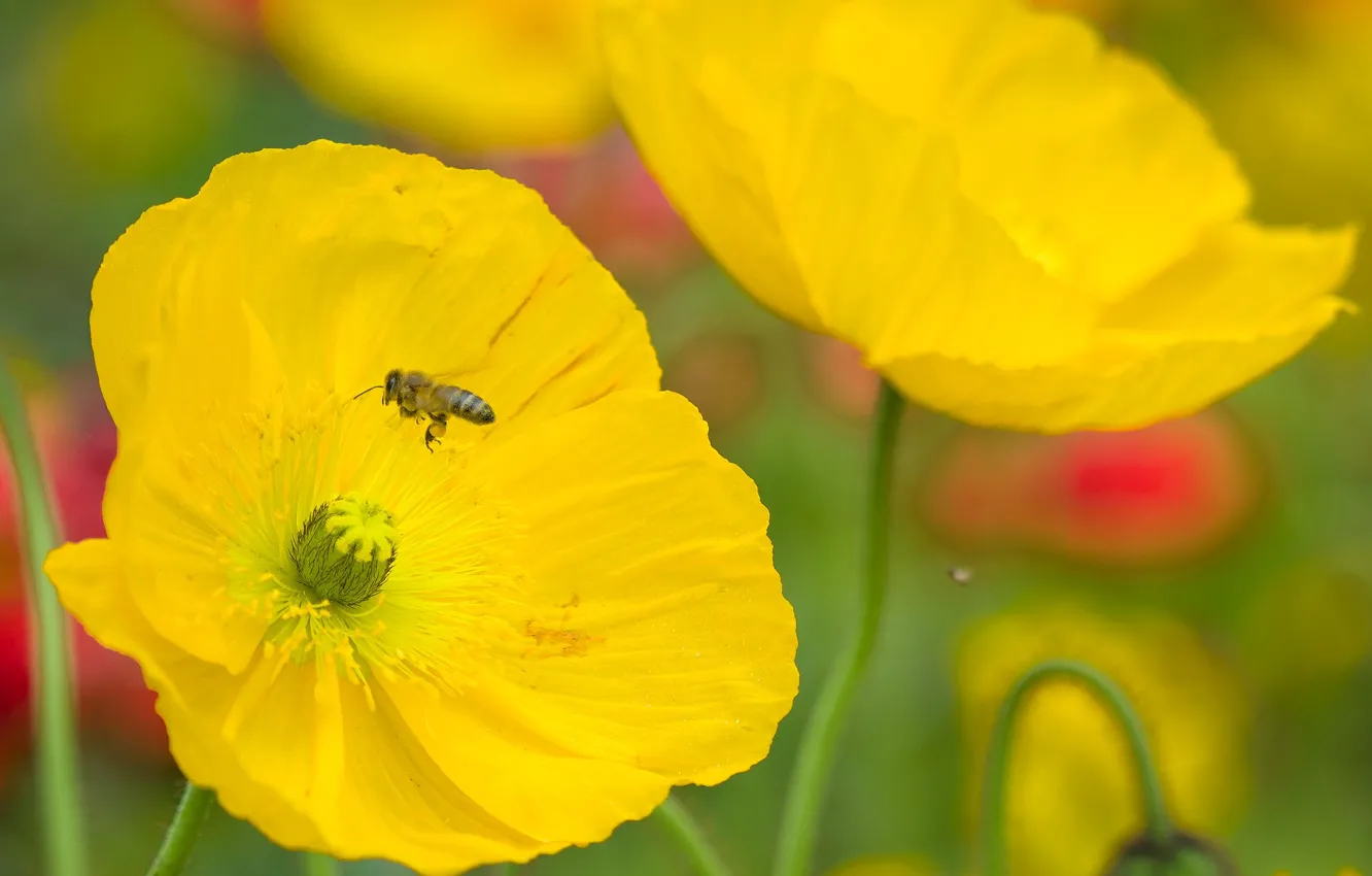 Фото обои пчела, мак, лепестки, насекомое