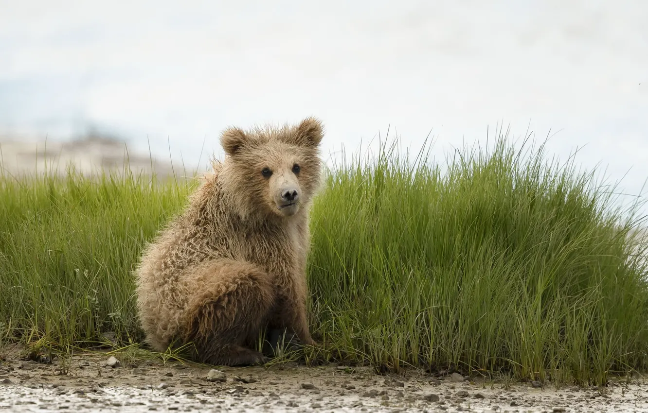 Bear part. Медведь сидит. Медведь в траве. Медвежонок сидит. Маленький Медвежонок сидит.