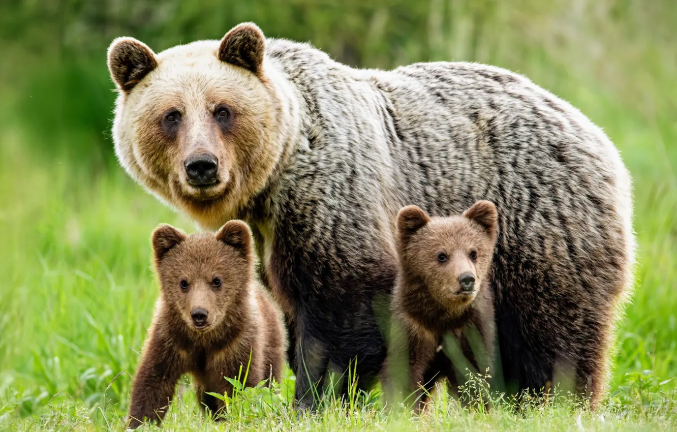 Фото обои медвежата, медведица, мать
