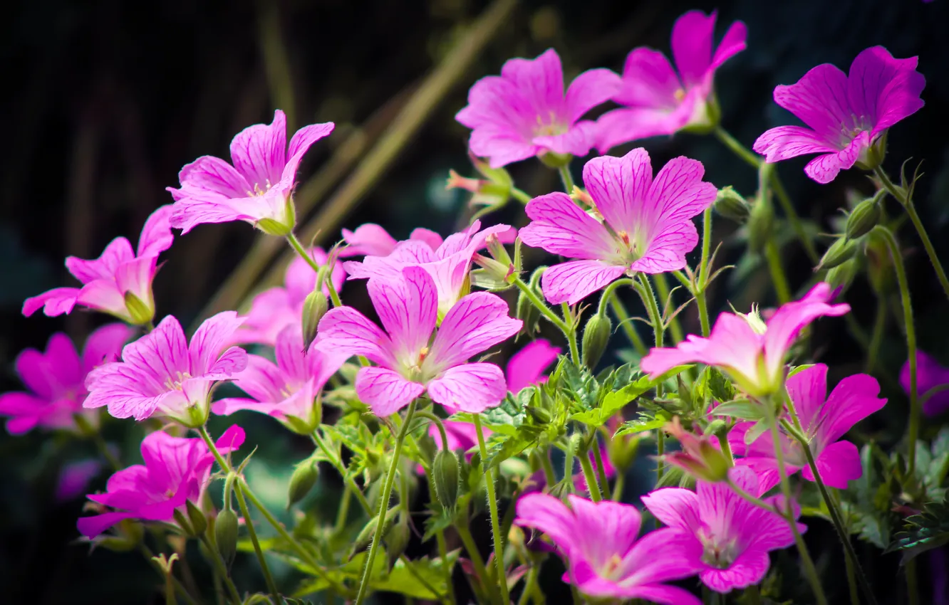 Фото обои Весна, Spring, Pink flowers, Розовые цветы