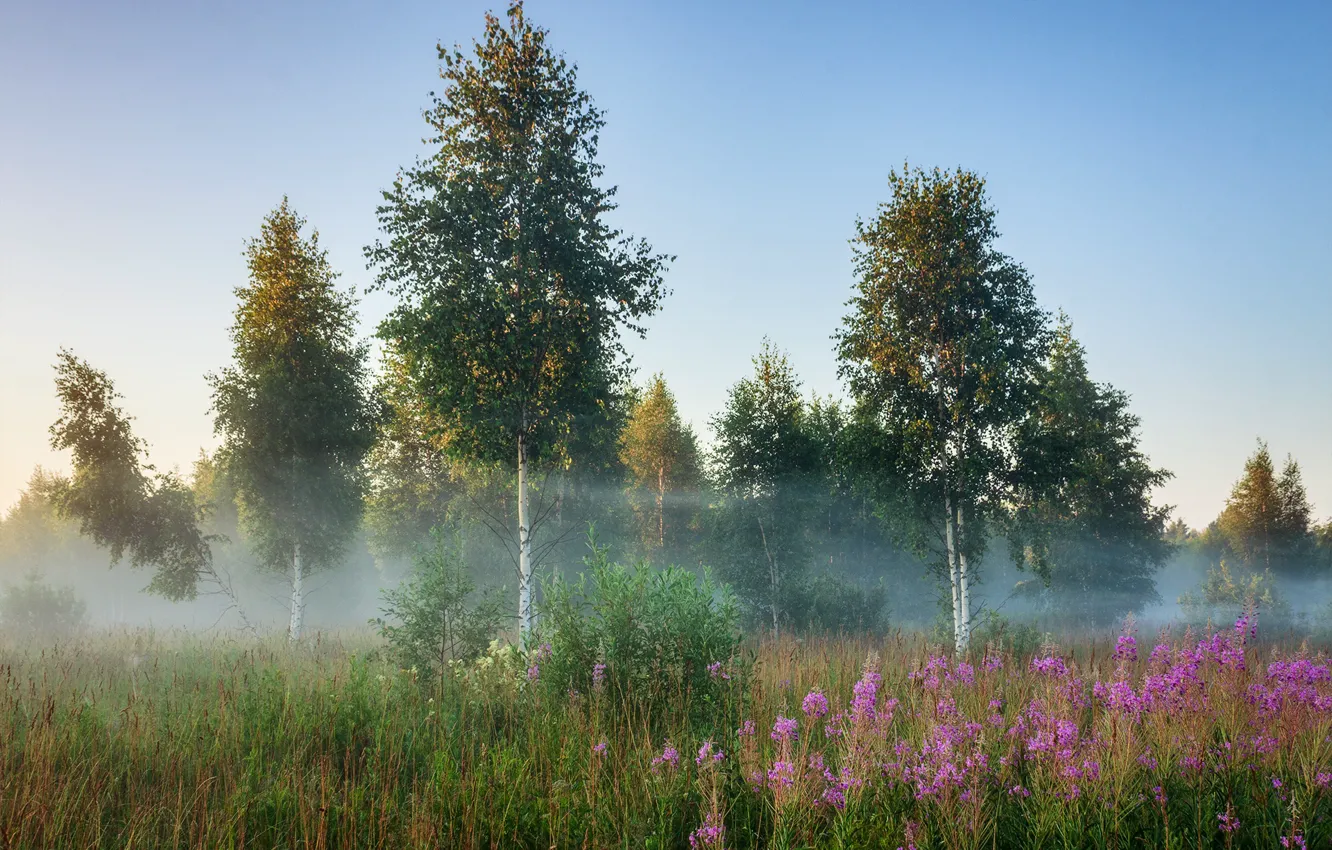 Фото обои лето, деревья, пейзаж, природа, туман, утро, травы, берёзы