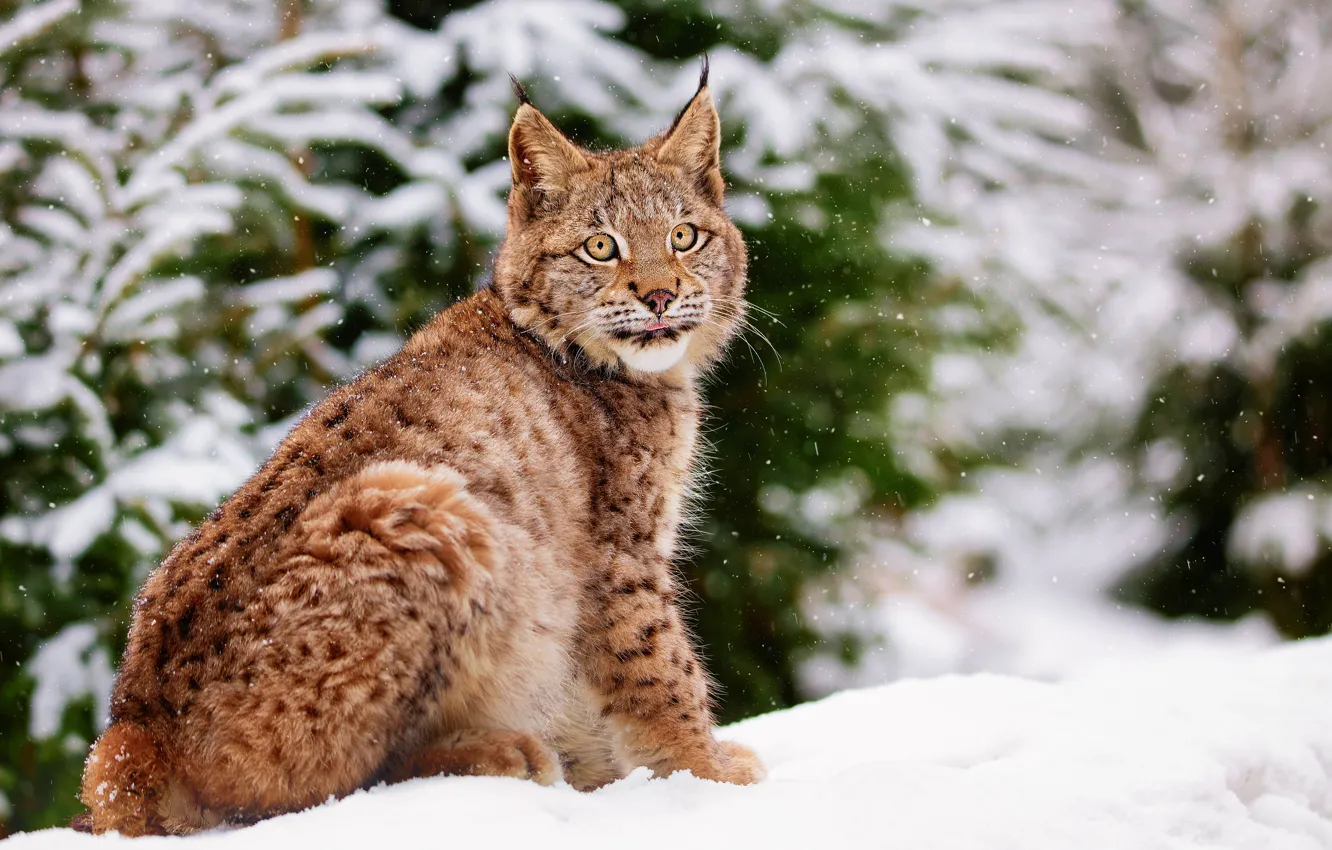 Фото обои зима, снег, природа, животное, хищник, рысь