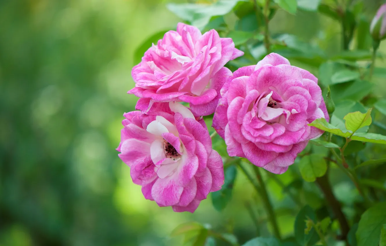 Фото обои розовый, куст, розы