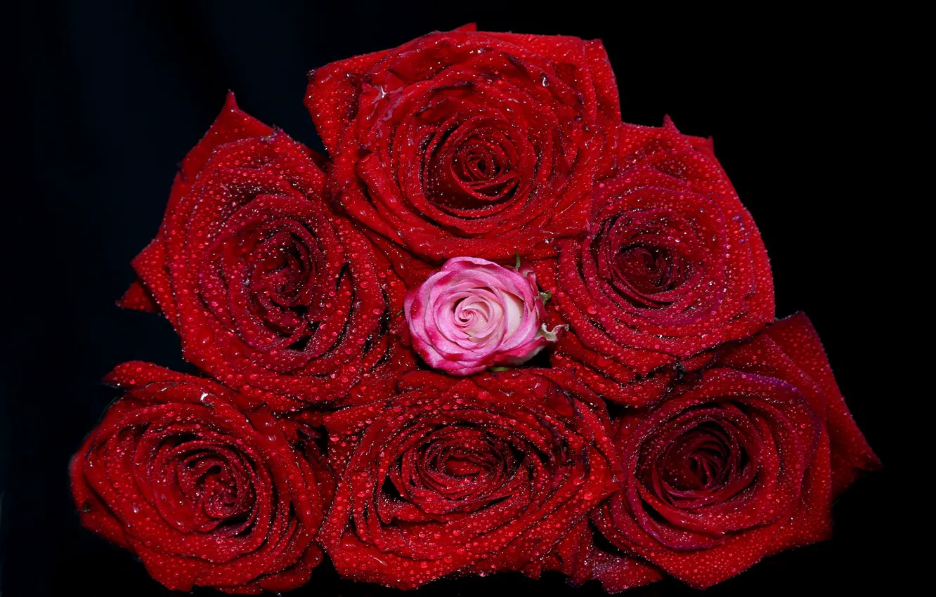 Фото обои капли, красный, розы