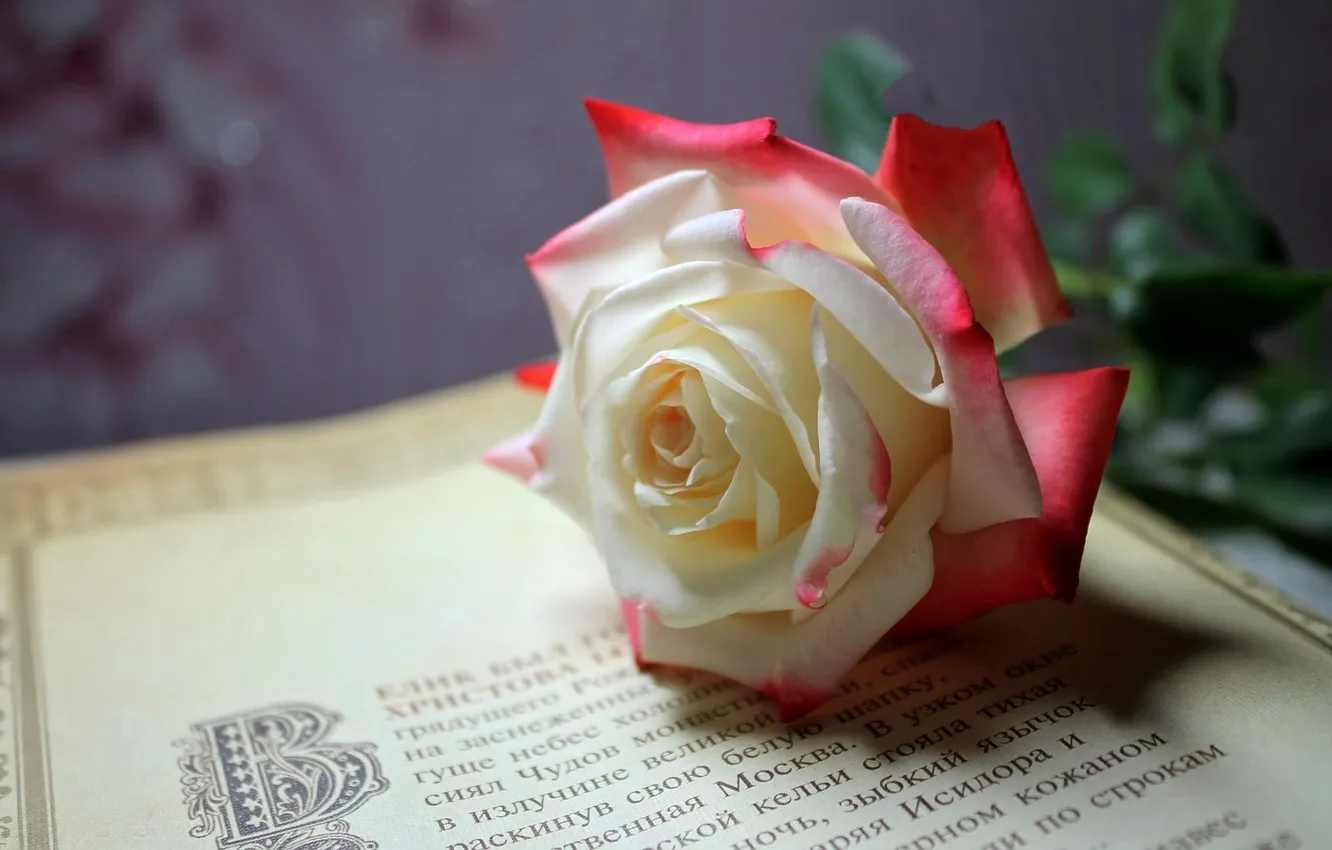 Фото обои роза, Цветок, страница, книжная