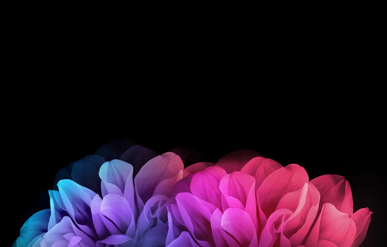 Фото обои цветы, лепестки, LG G Flex 2