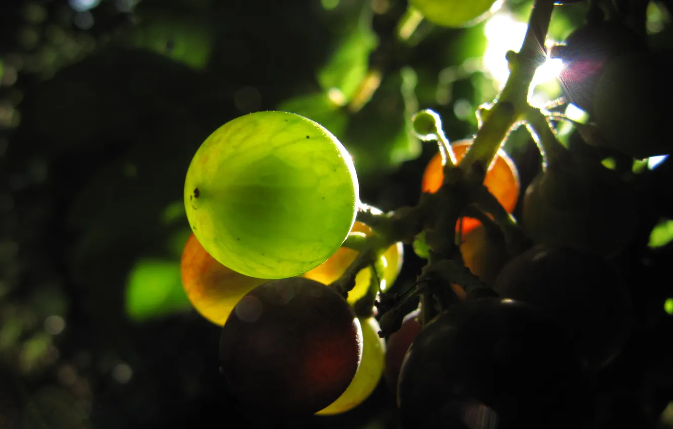 Фото обои солнце, гроздь, Виноград