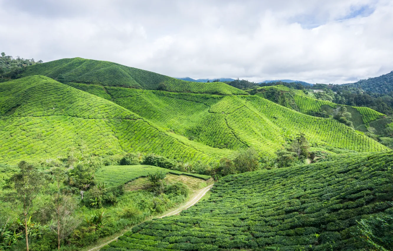 Фото обои green, nature, hill, highland, malaysia, estate, cameron, cameron highland