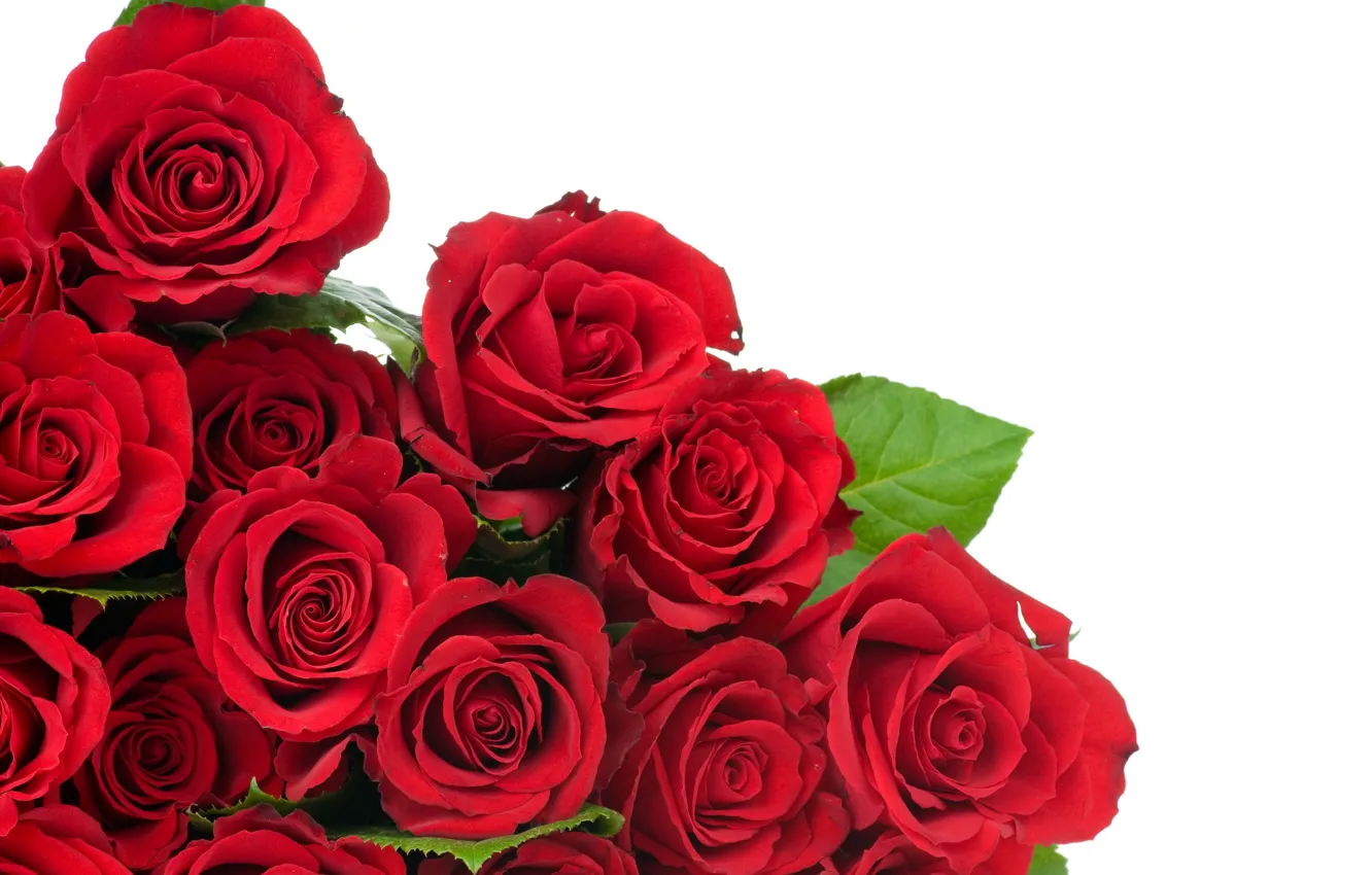 Фото обои листья, цветы, бутоны, flowers, leaves, red roses, красные розы, buds