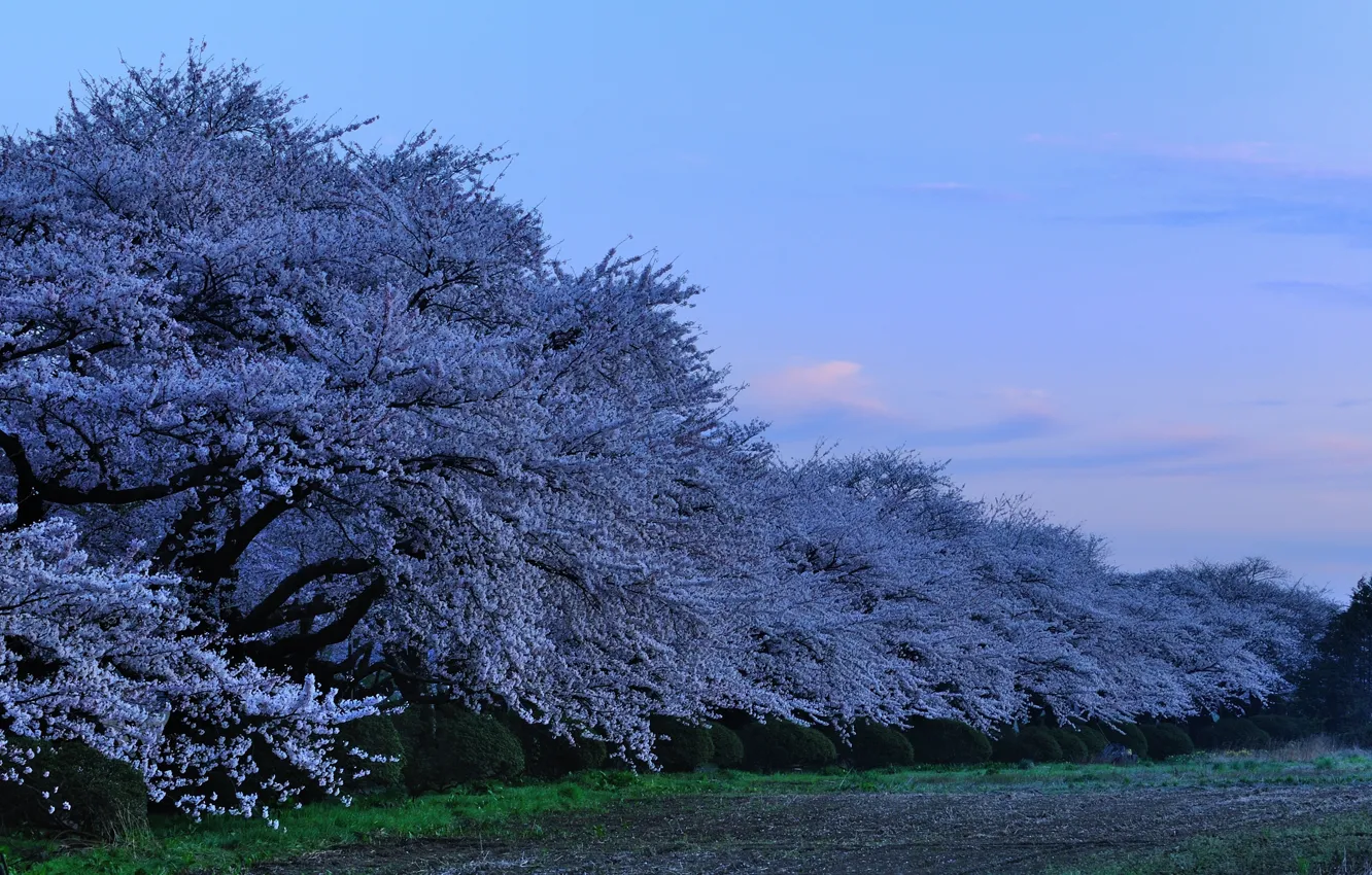 Фото обои япония, вечер, сакура, japan, evening, sakura, цветущая вишня, парк в префектуре Китаками