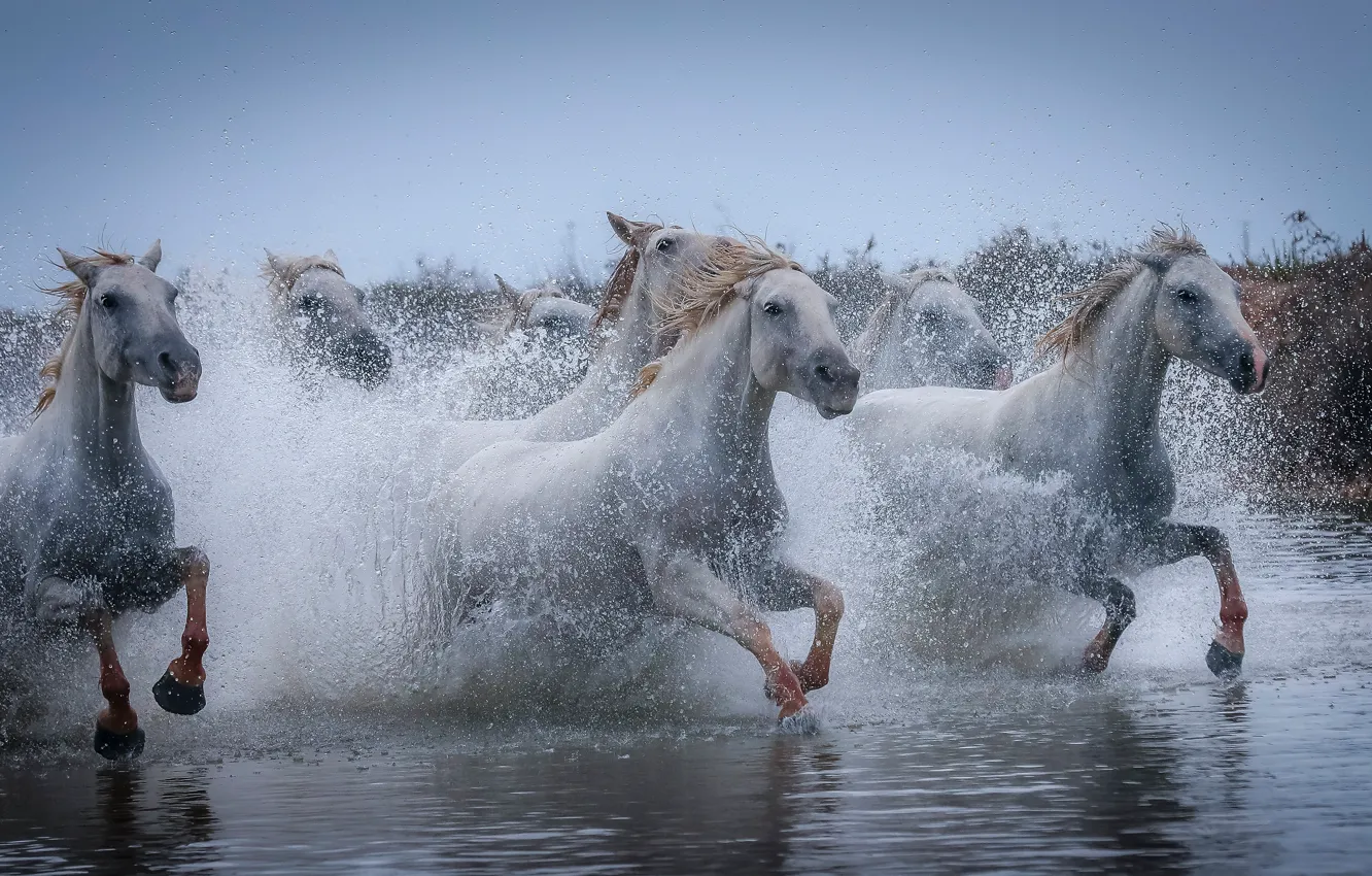 Фото обои брызги, кони, лошади, бег, белые, водоем, стадо