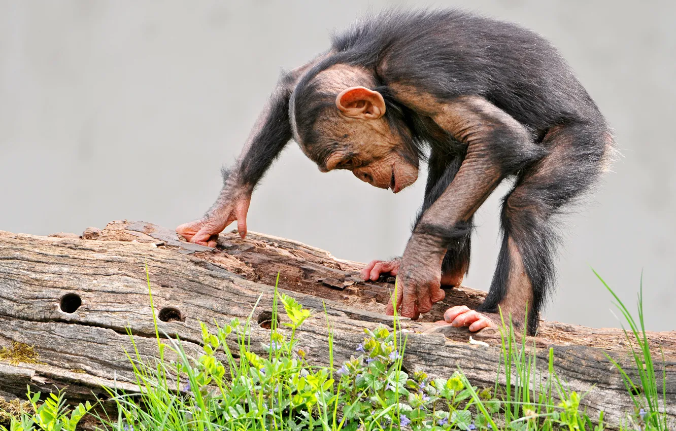 Фото обои природа, малыш, обезьяна