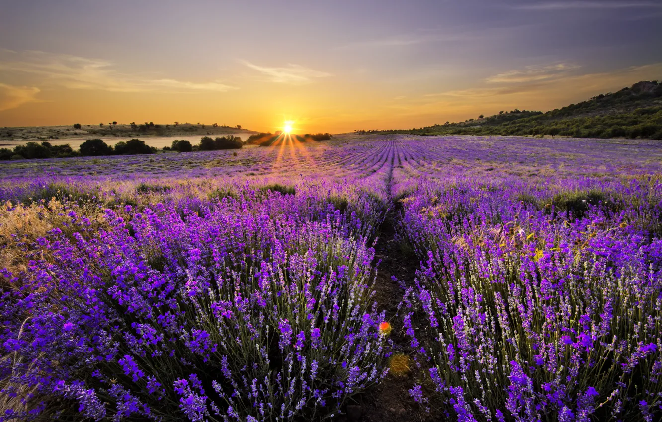 Фото обои пейзаж, природа, цветение, landscape, nature, bloom, lavender field, лавандовое поле