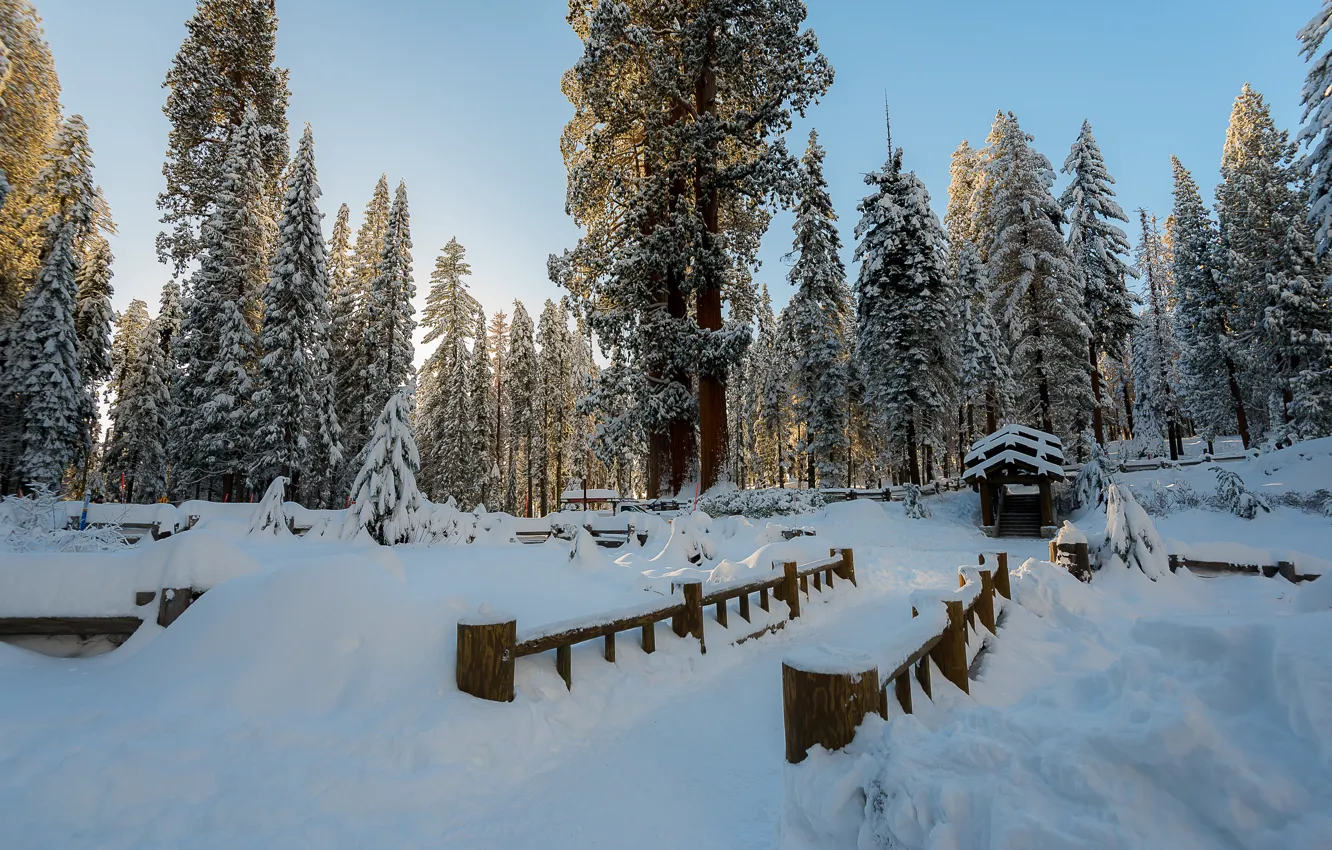 Фото обои зима, снег, деревья, пейзаж, зимний, елки, forest, landscape