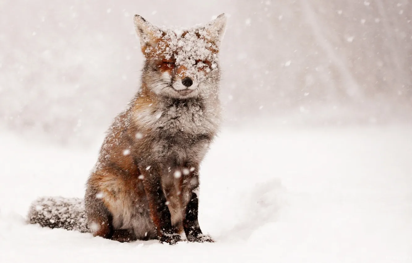 Фото обои Fox, Winter, Snow