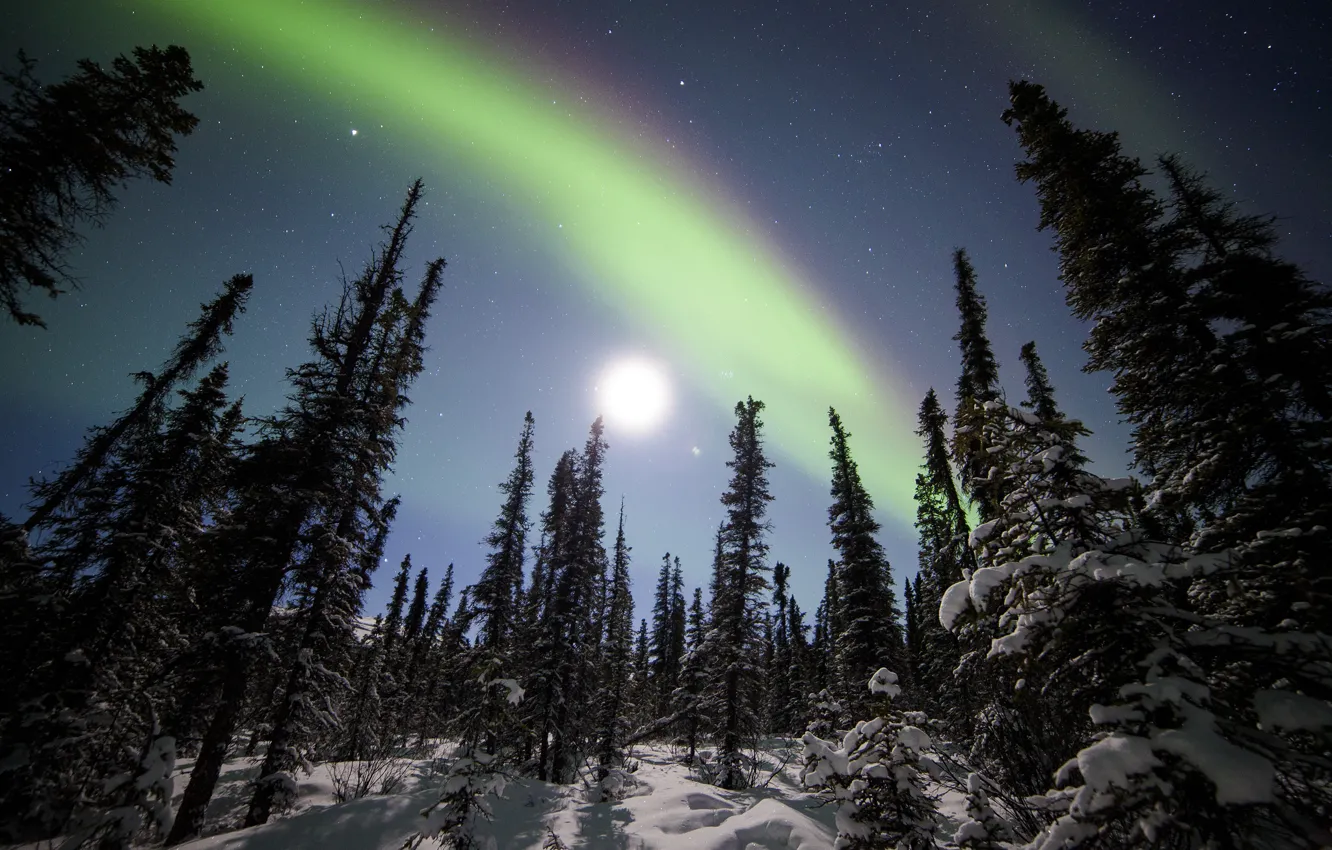 Фото обои зима, лес, снег, деревья, звёзды, северное сияние, ели, Аляска