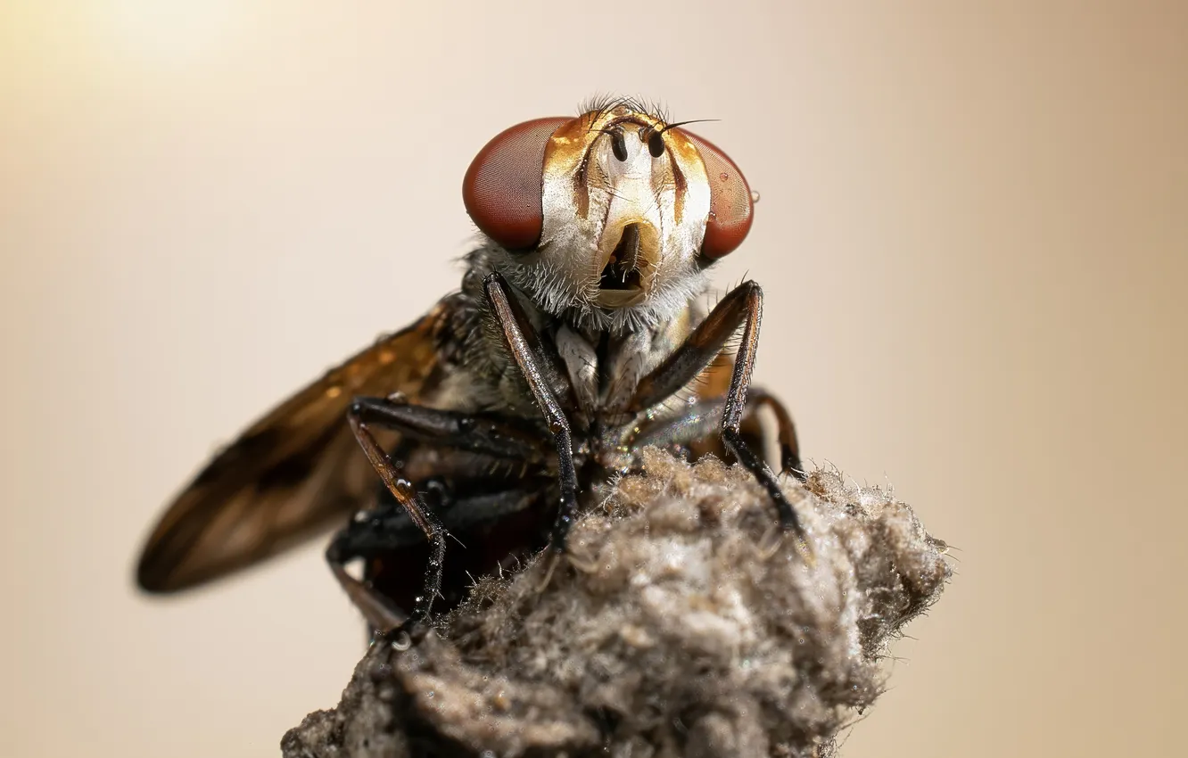 Фото обои eyes, fly, insect