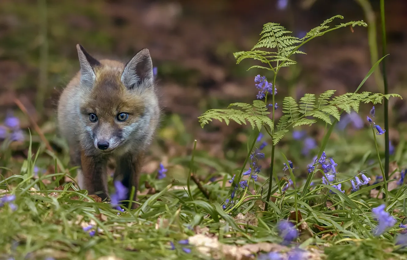 Фото обои лес, весна, лиса