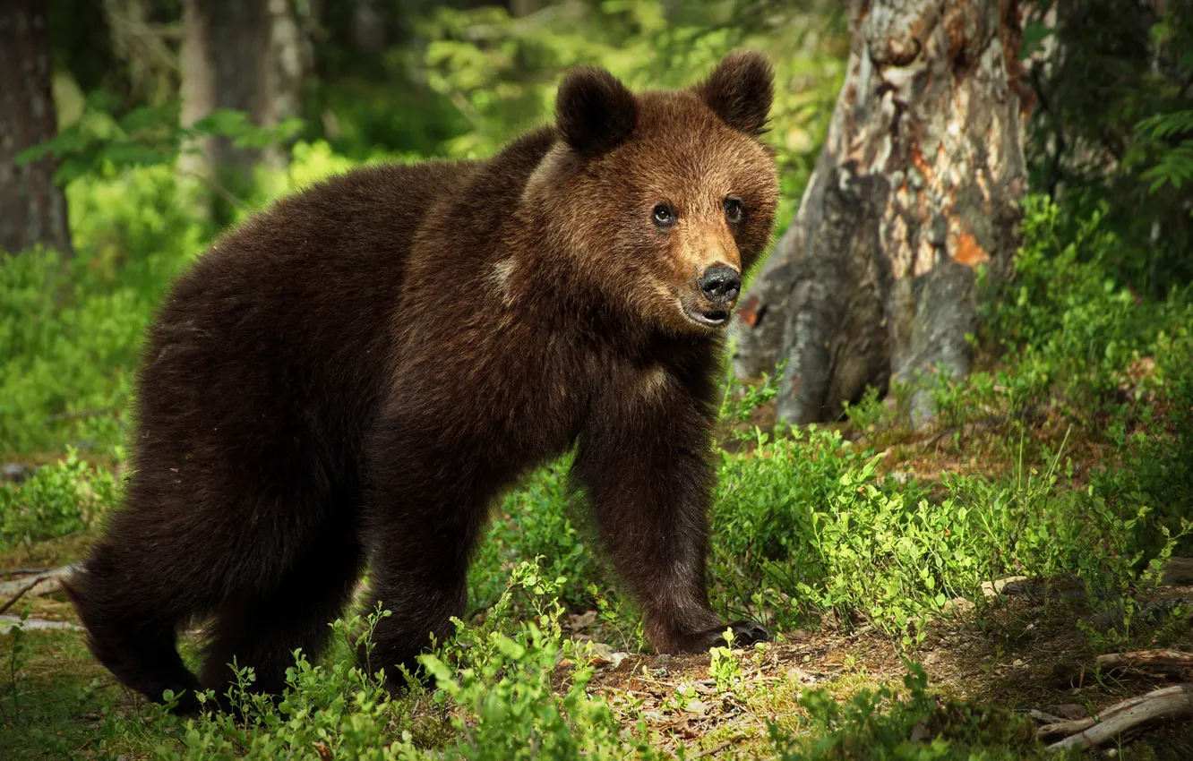 Фото обои лес, свет, медведь, бурый