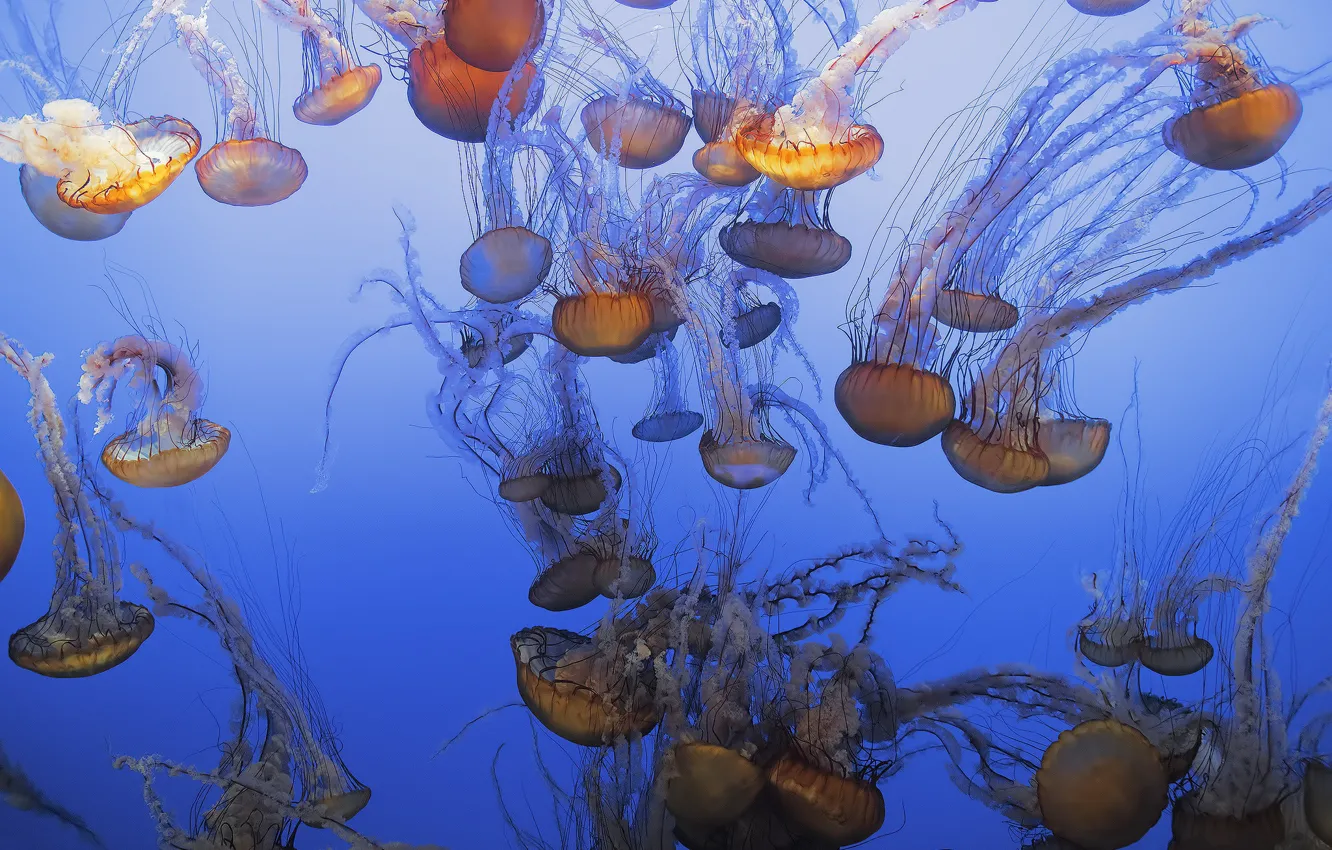 Фото обои море, океан, медузы