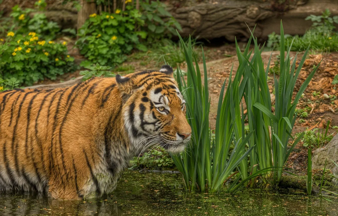 Фото обои тигр, пруд, хищник, купание, дикая кошка