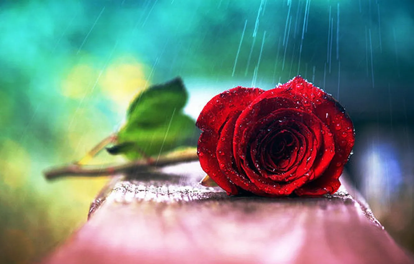 Фото обои red, wet, leaves, water drops, roses, wonderful